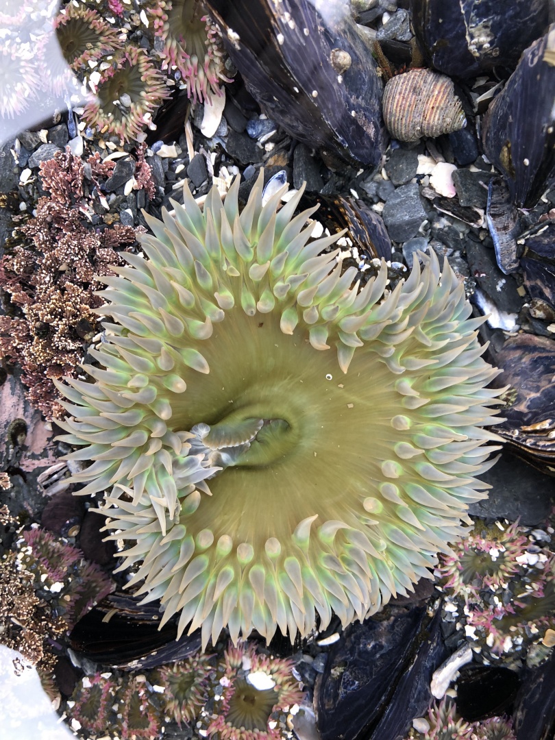 A close up of a green-blue sea anemone with hundreds of pointy limbs coming out from the edges.